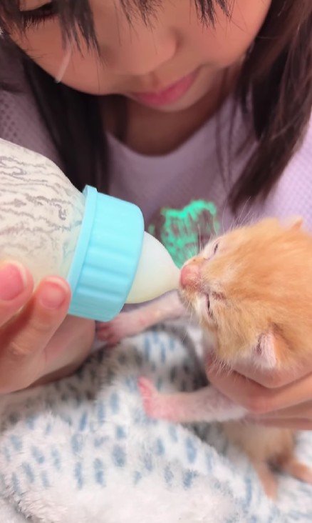 女の子と子猫