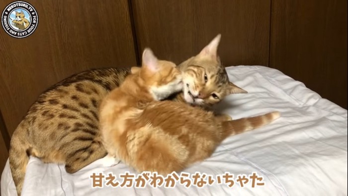 猫の首元に噛み付く子猫