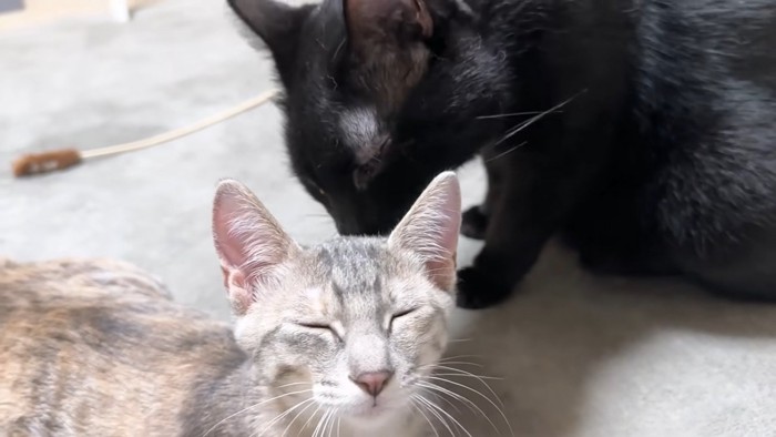 子猫を毛づくろいする黒猫
