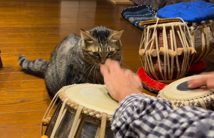 猫が見つめる中、タブラを演奏する飼い主