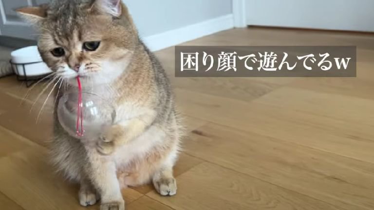 遊んでいる猫