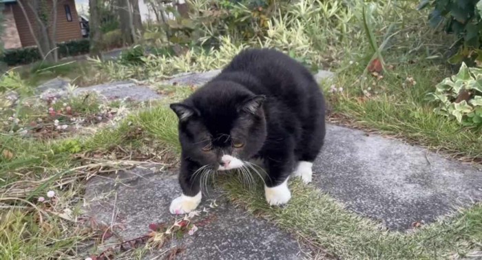 木彫りの熊みたいなもんたちゃん