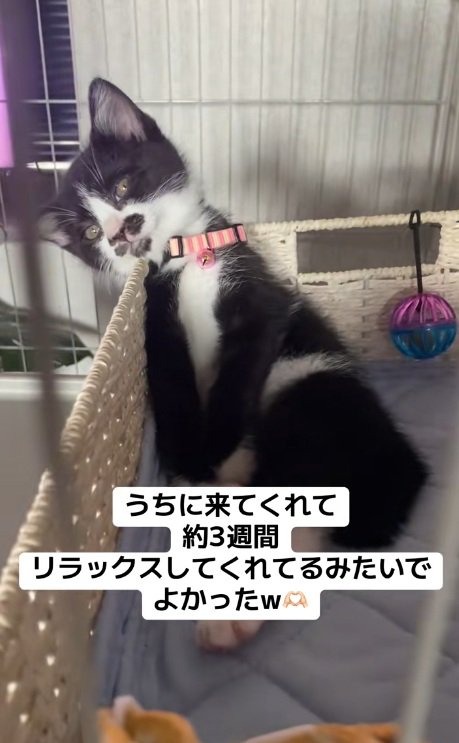 ケージの中でリラックスしているハチワレ子猫
