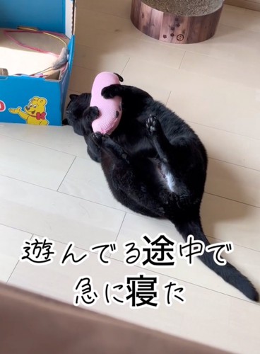 抱き枕を抱えて眠る猫