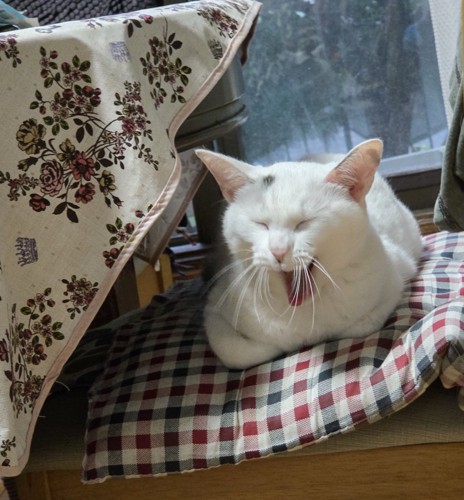 あくびをする猫
