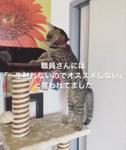 キャットタワーに乗る猫