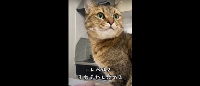 移動する猫