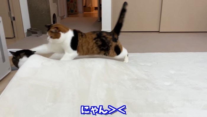 カーペットの下から出てきた猫にパンチする猫