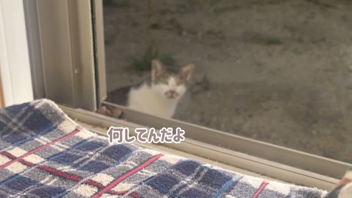 座る猫の顔