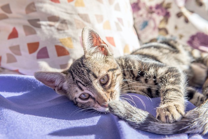 母猫のしっぽで遊ぶ子猫