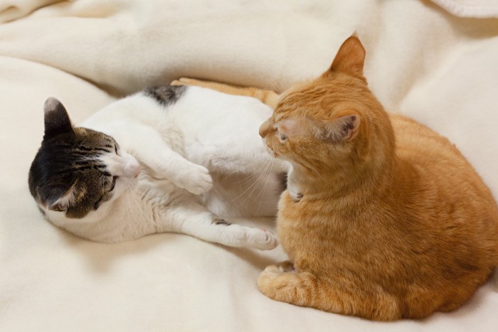 ベッドの上で喧嘩する猫