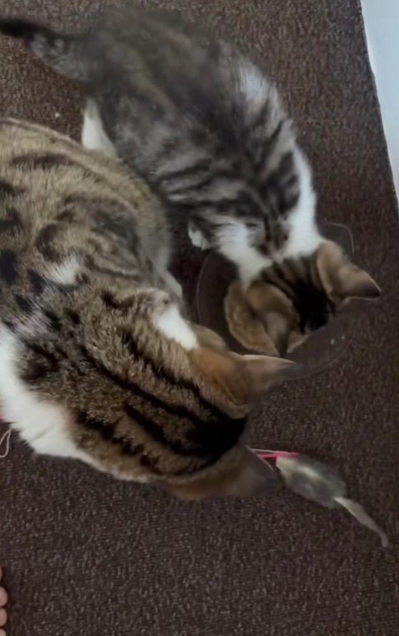 ごはんを食べる2匹の猫