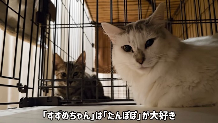 2匹の猫