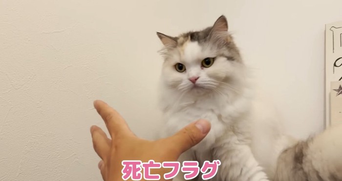 嫌がる猫