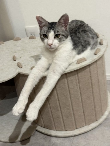 前足を伸ばしている猫