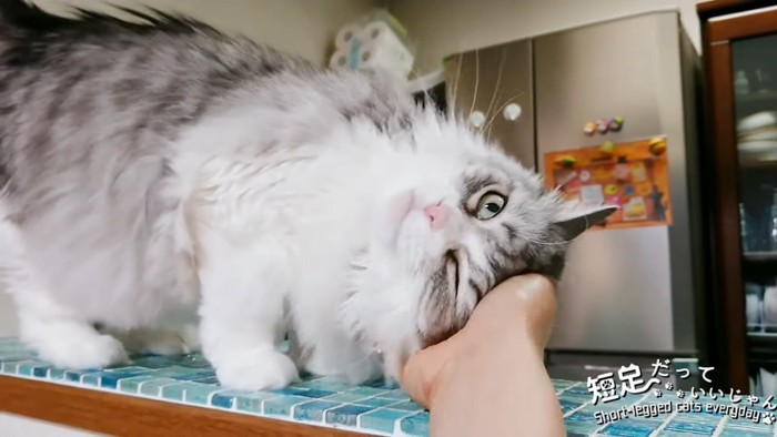 人の手に頭をつける猫