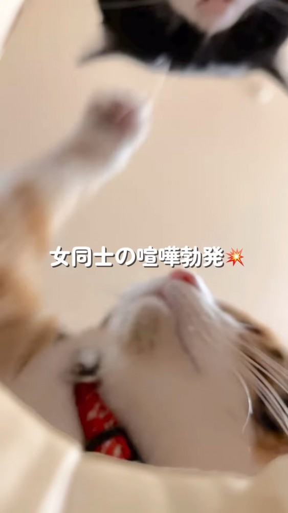ハチワレ猫に猫パンチする猫
