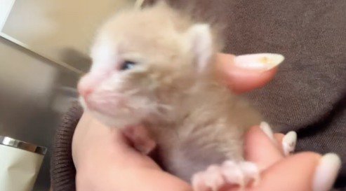 飼い主の手に包まれる子猫