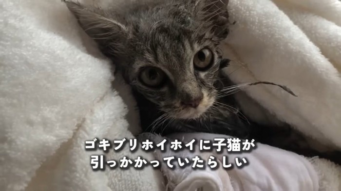 粘着物にかかった子猫