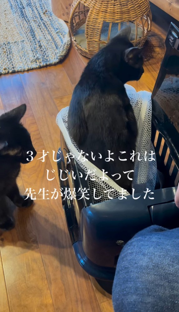 キャリーから身を乗り出す猫