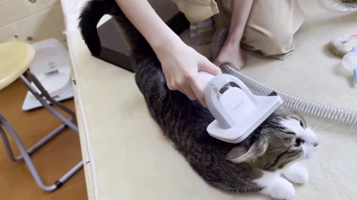 掃除機をかけられる猫