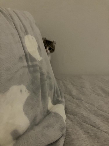 枕の陰から覗く猫