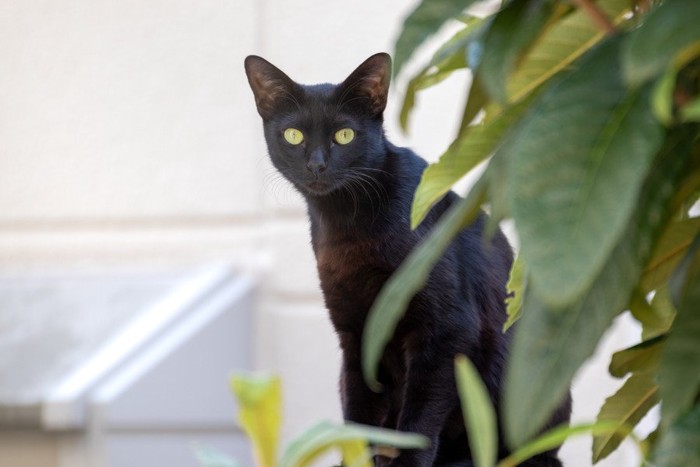 木陰からこちらを見つめる黒猫
