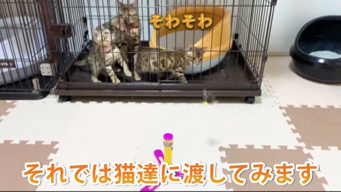 ケージの中にいる猫たち