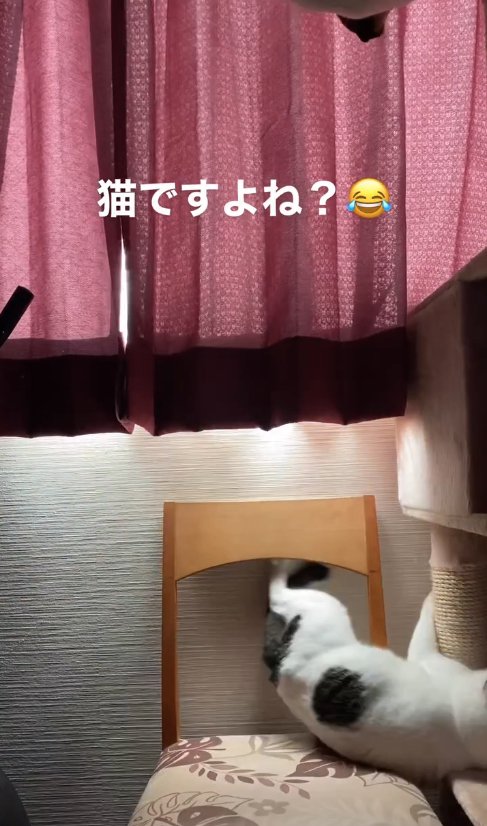椅子の上で転んでいる猫