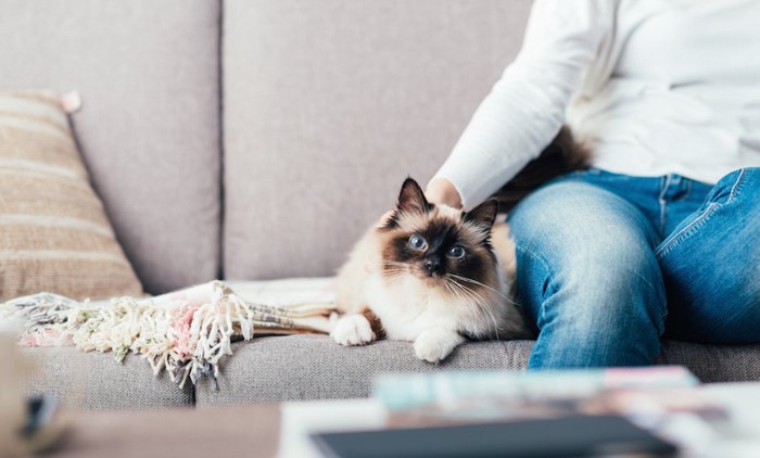 ソファーで飼い主と一緒にくつろぐ猫