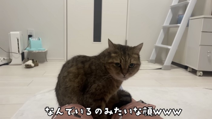 「なんでいるの...」のテロップ写真