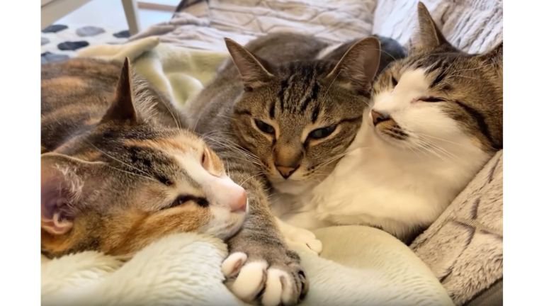 ソファーにいる猫たち