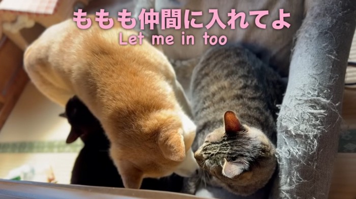 毛づくろいをしあう2匹の猫の間にはいる柴犬