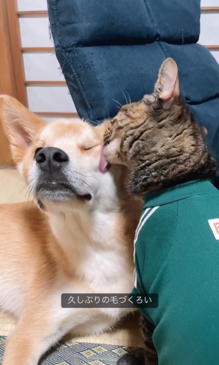 犬の毛づくろいをする猫