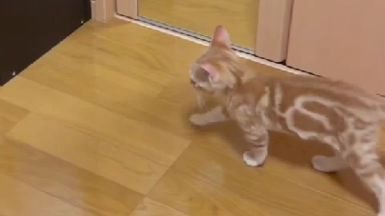 室内を歩いている猫