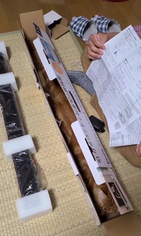 空き箱に入った猫