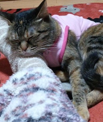 足を枕にする猫