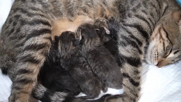 母猫と子猫