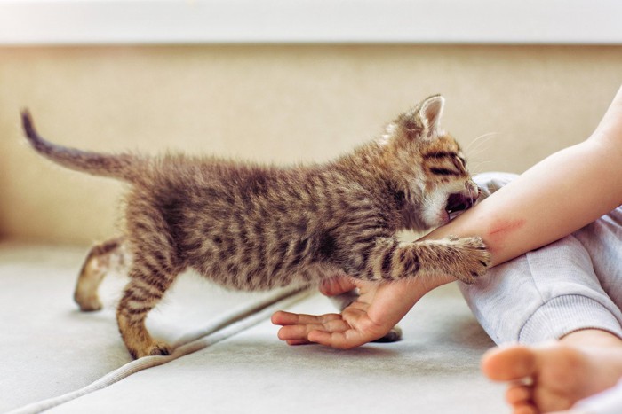 子どもの手を抱えてかじる子猫