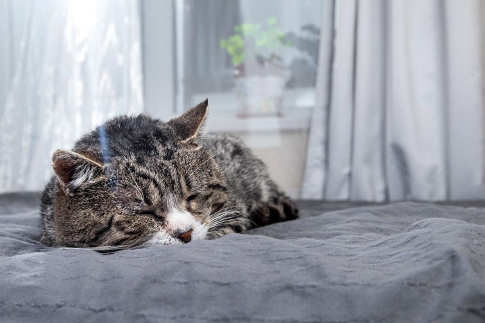 眠るシニア猫