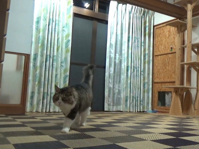 カーペットの上を斜めに歩いていく猫