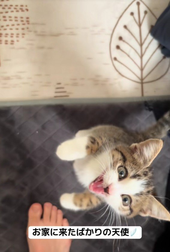 足元にいる子猫