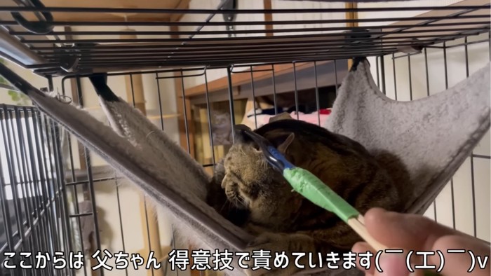 歯ブラシを当てられる猫