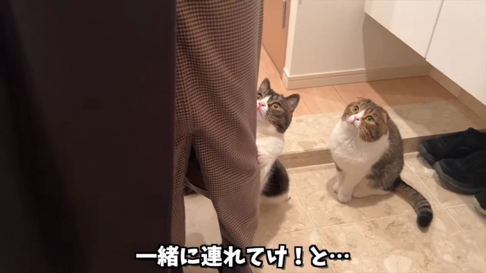 見上げる2匹の猫