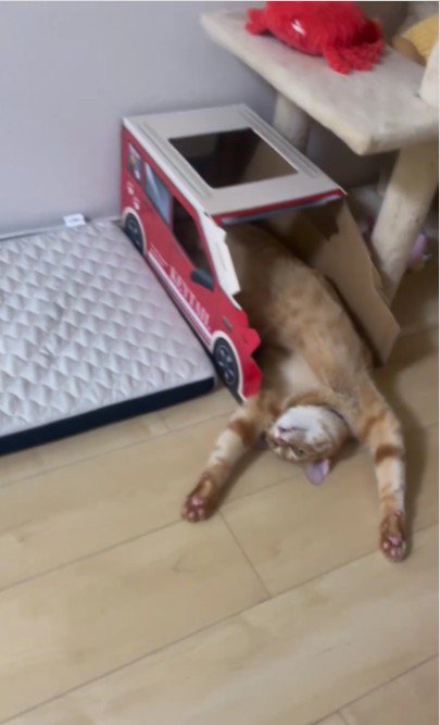 仰向けで寝ている猫