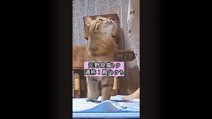 テロップ「元野良猫トラ～」