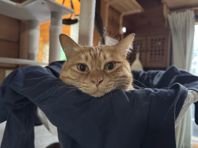 くつろぐゆたくん