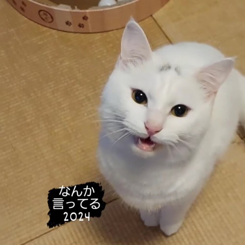 口を開ける猫