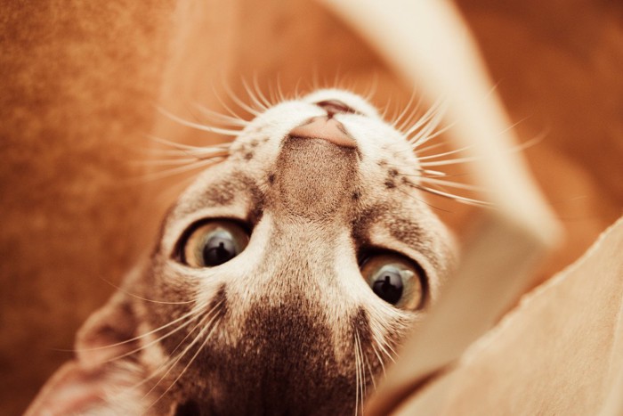 逆さから見た猫の顔