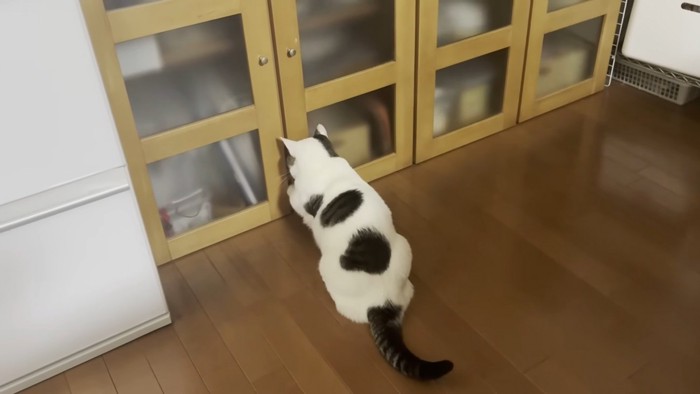 食器棚をカリカリする猫